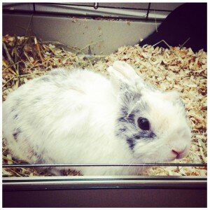 bunny