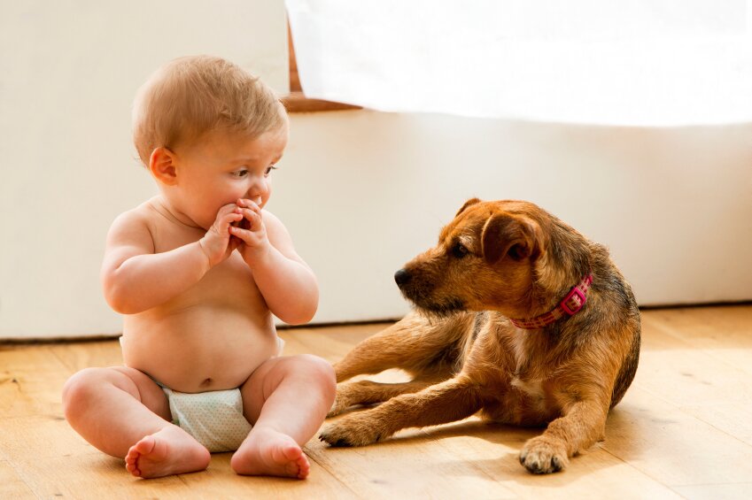 babyanddog